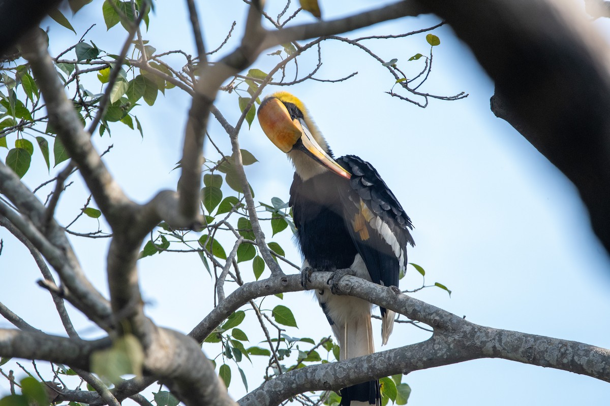 Great Hornbill - ML631213973