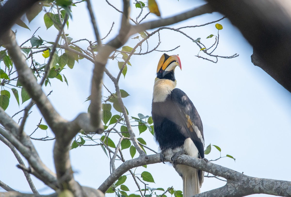 Great Hornbill - ML631213974