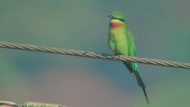 Blue-tailed Bee-eater - ML631213984