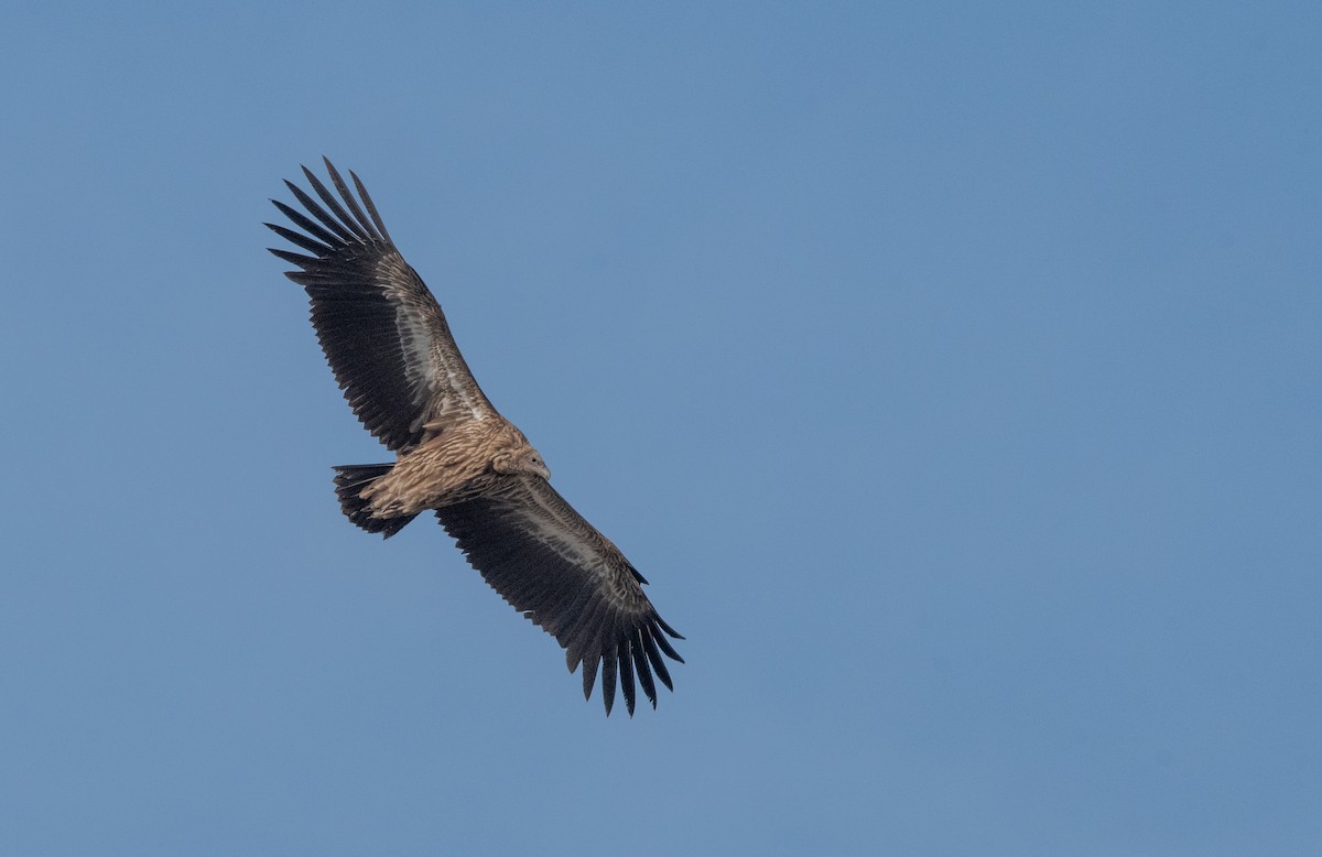 Himalayan Griffon - ML631214005