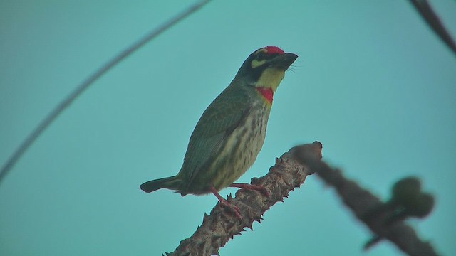 Coppersmith Barbet - ML631214008