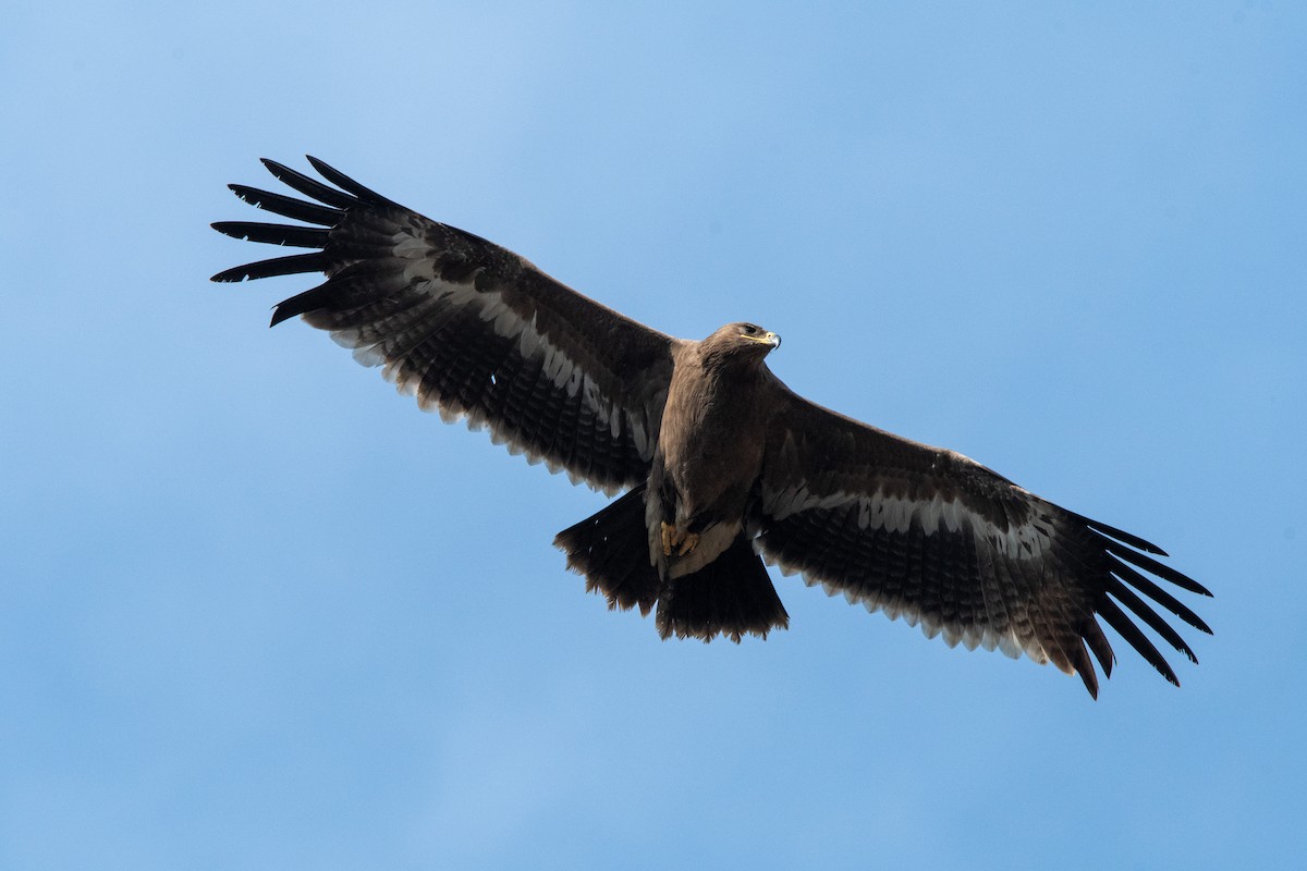 Steppe Eagle - ML631214011