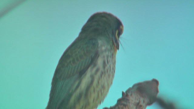 Coppersmith Barbet - ML631214020