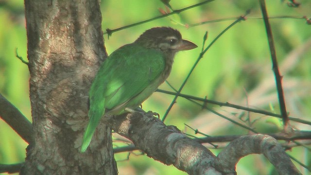 White-cheeked Barbet - ML631214025