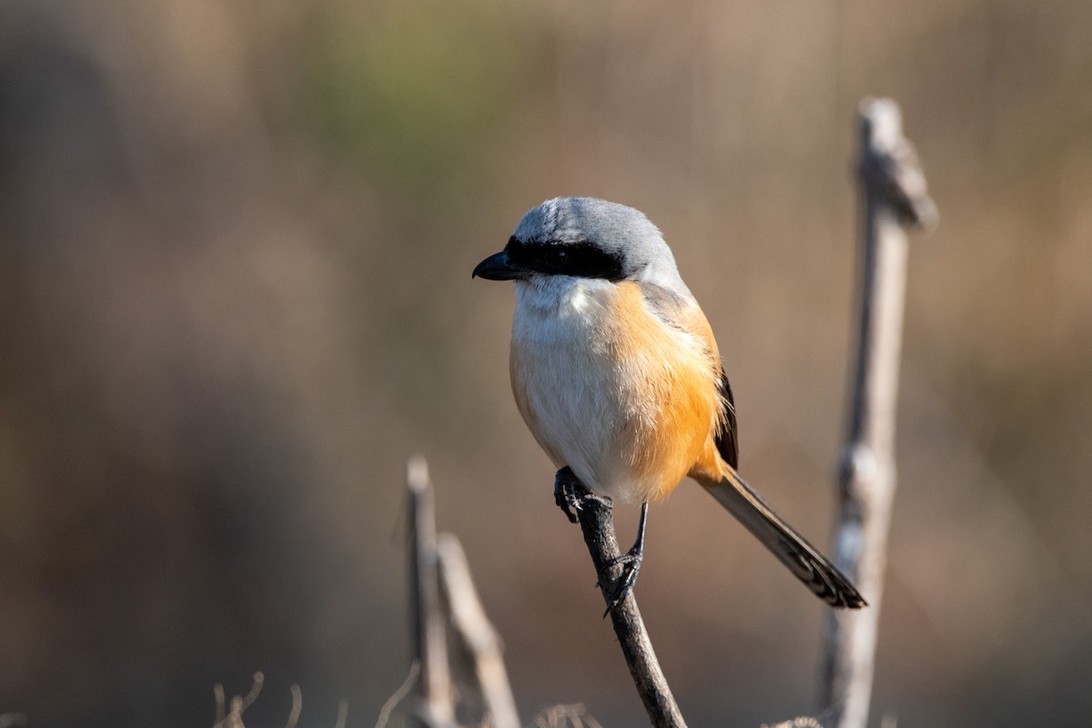Long-tailed Shrike - ML631214026