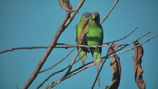 Plum-headed Parakeet - ML631214041