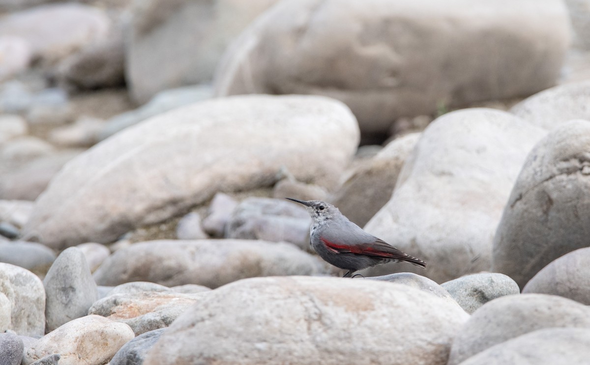 Wallcreeper - ML631214078