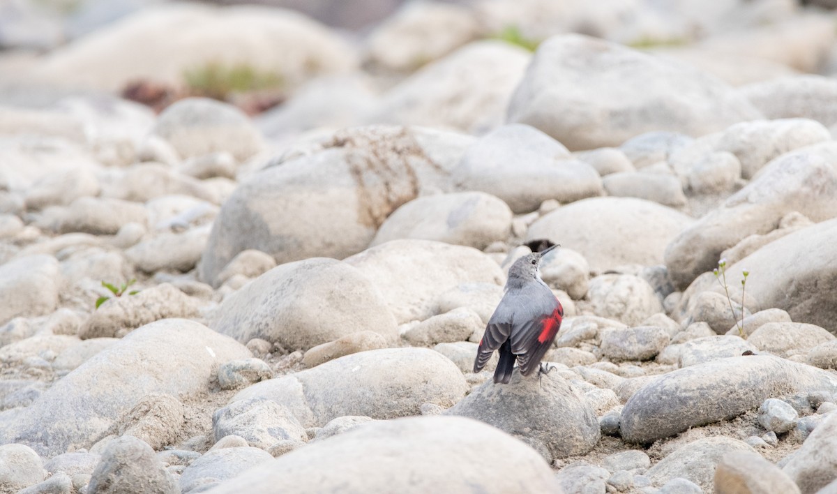 Wallcreeper - ML631214079
