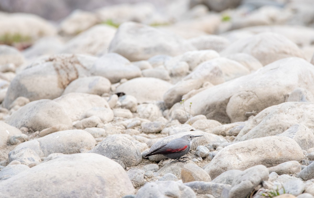 Wallcreeper - ML631214080