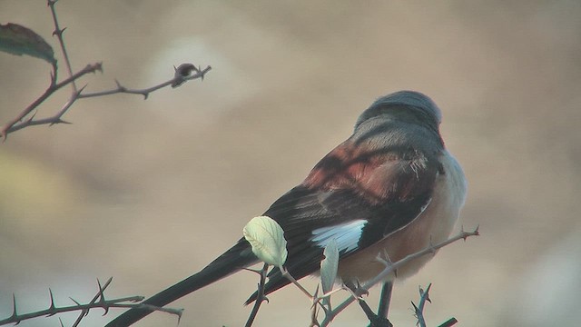 Bay-backed Shrike - ML631214104