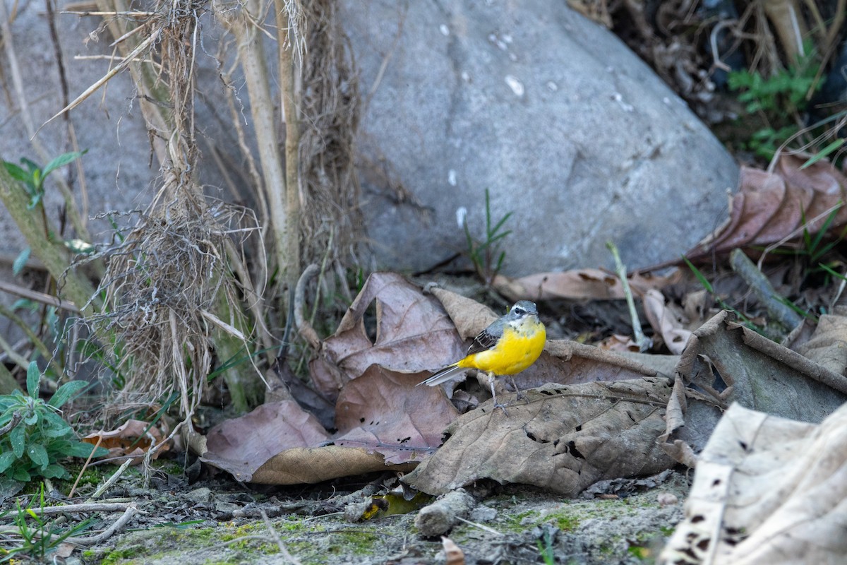 Gray Wagtail - ML631214115