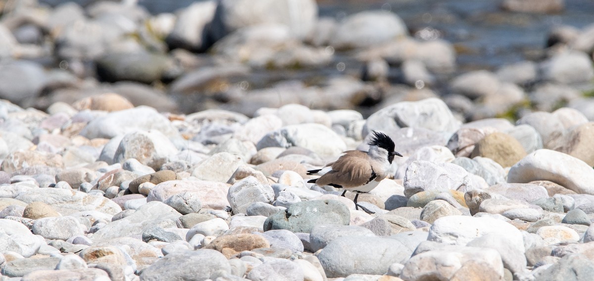 River Lapwing - ML631214125