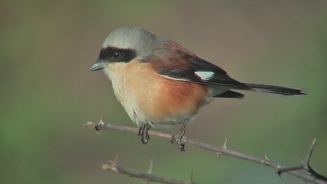 Bay-backed Shrike - ML631214132