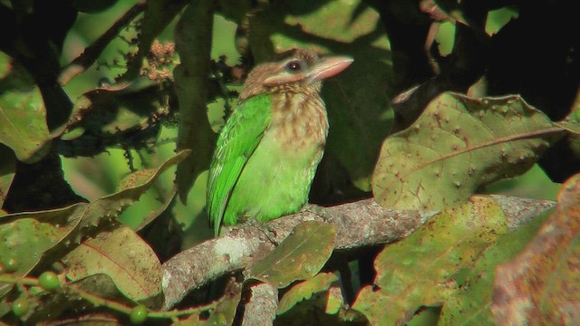 White-cheeked Barbet - ML631214134