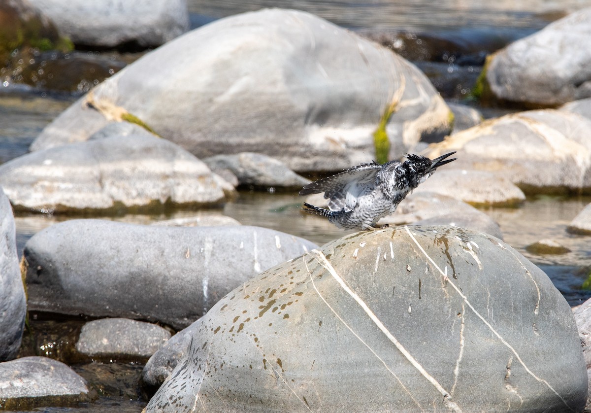 Crested Kingfisher - ML631214163