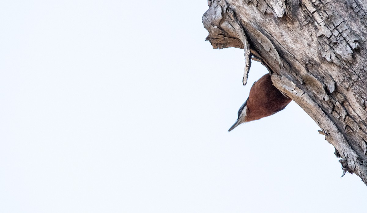 Chestnut-bellied Nuthatch - ML631214200