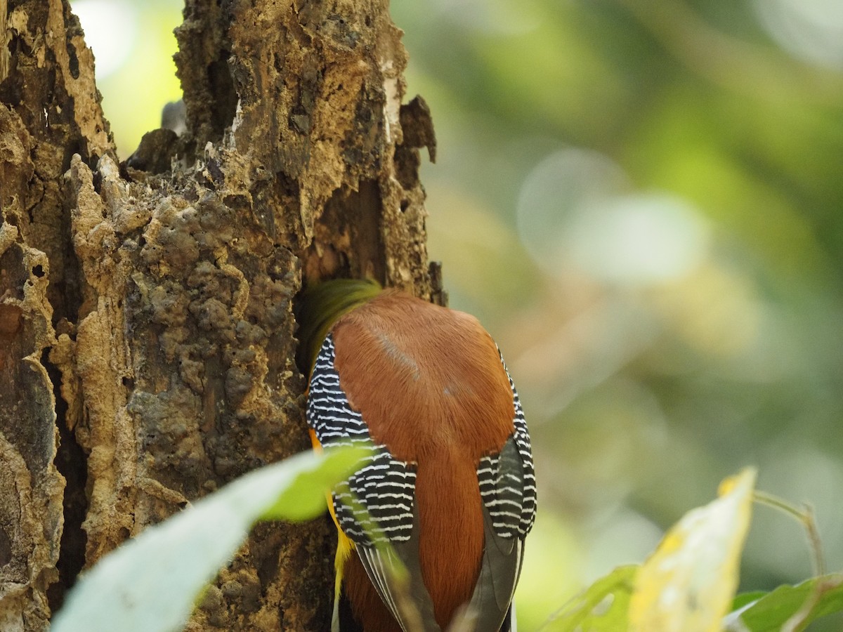 Orange-breasted Trogon - ML631214211