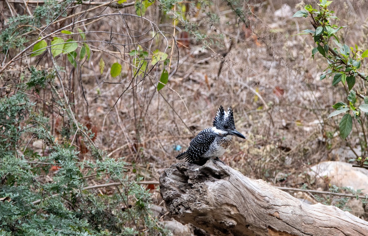 Crested Kingfisher - ML631214214