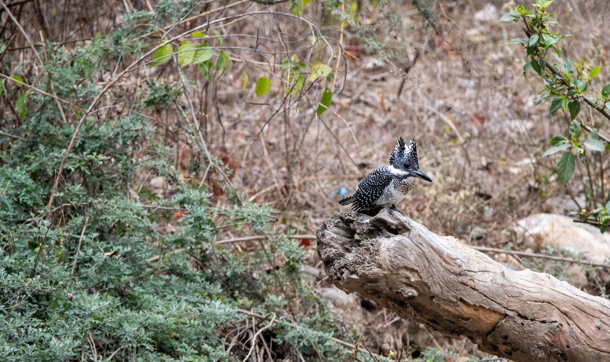 Crested Kingfisher - ML631214215