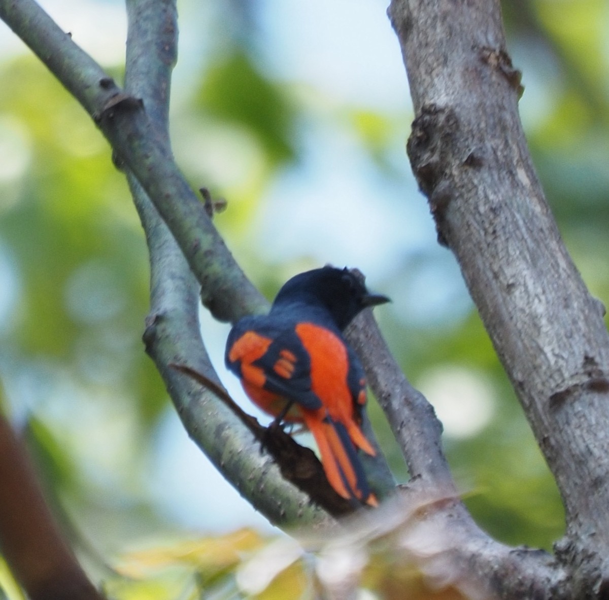 Scarlet Minivet - ML631214219