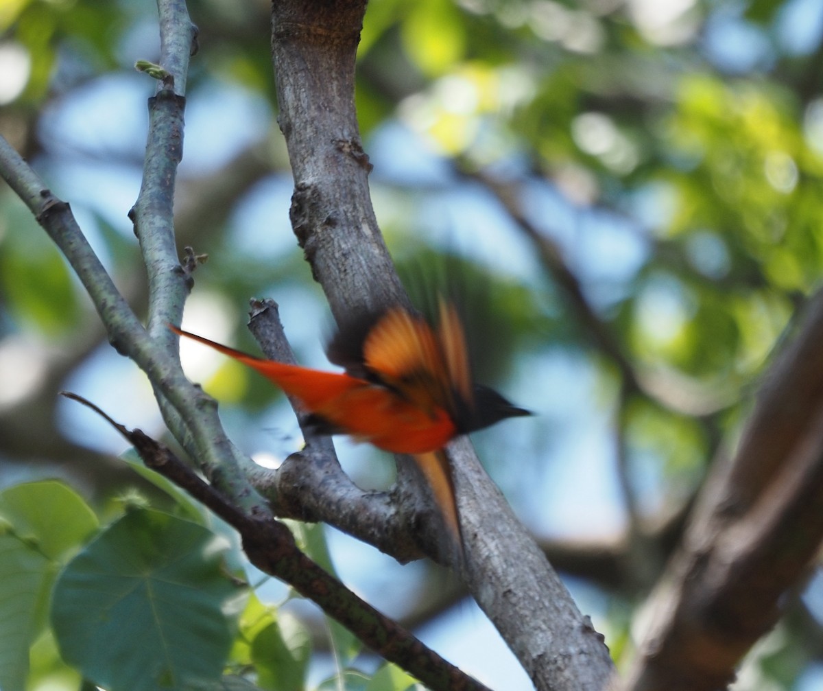 Scarlet Minivet - ML631214220