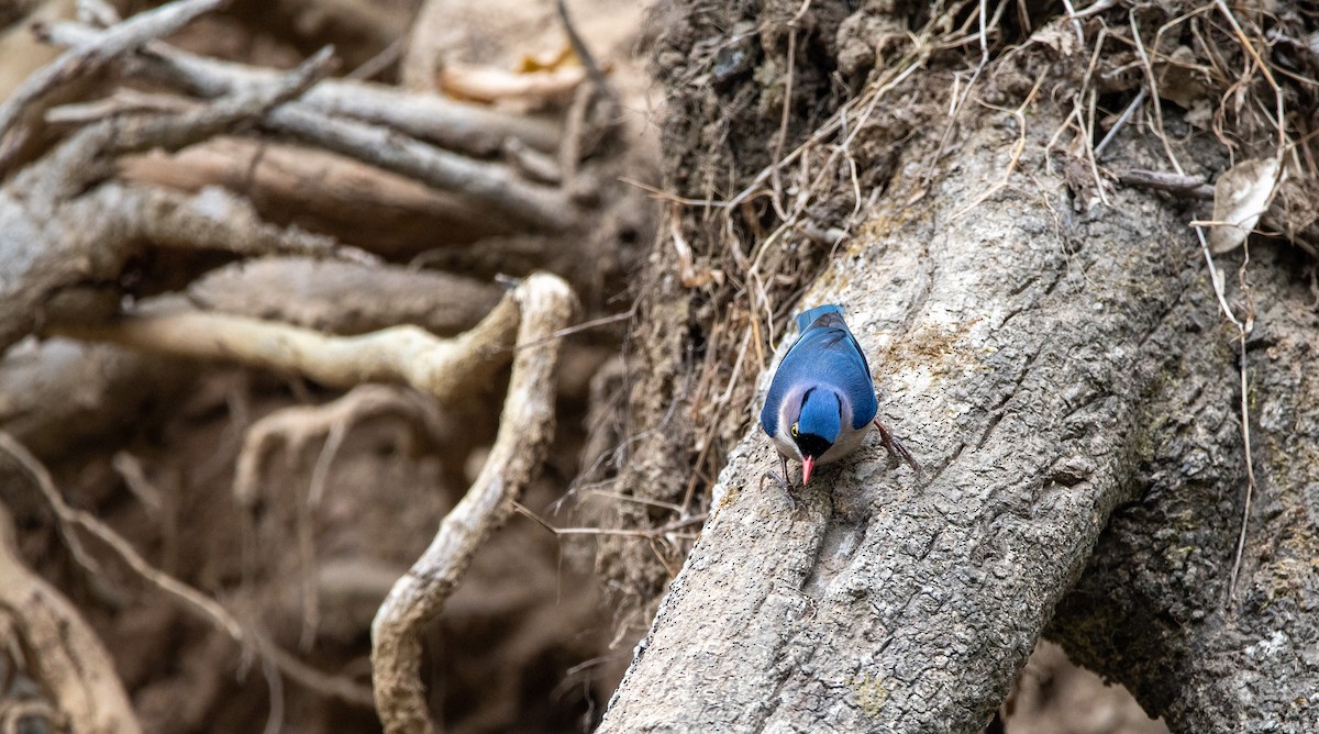 Velvet-fronted Nuthatch - ML631214228