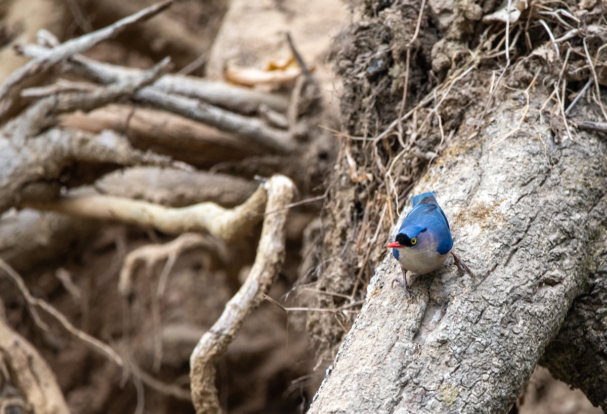 Velvet-fronted Nuthatch - ML631214230