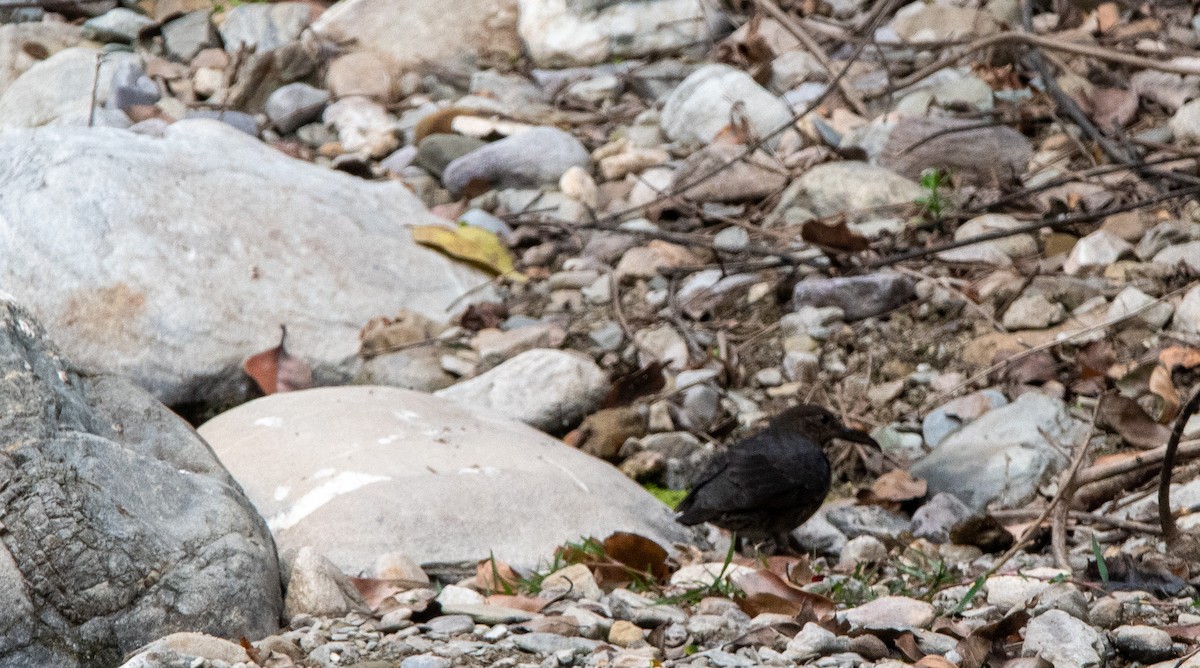 Long-billed Thrush - ML631214247