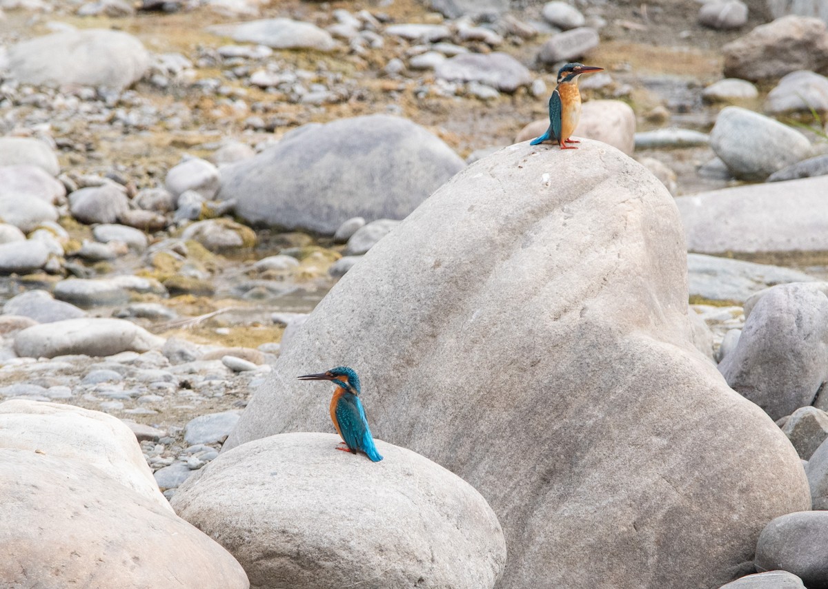 Common Kingfisher - ML631214279