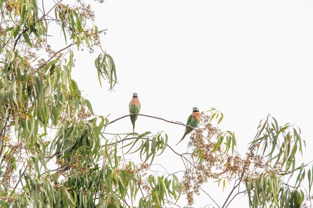 Red-breasted Parakeet - ML631214284