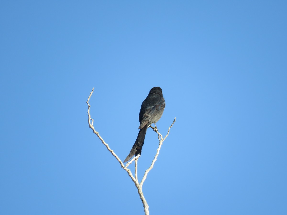 Ashy Drongo - ML631214302