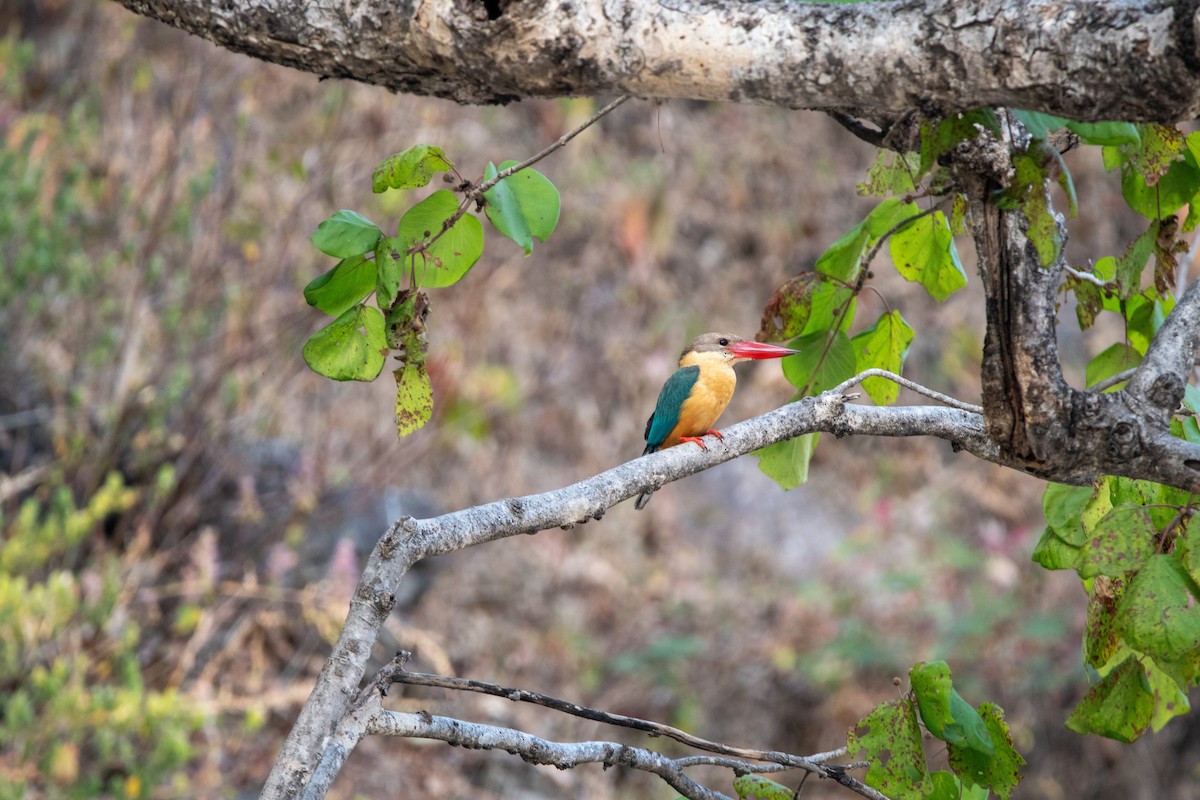 Stork-billed Kingfisher - ML631214308