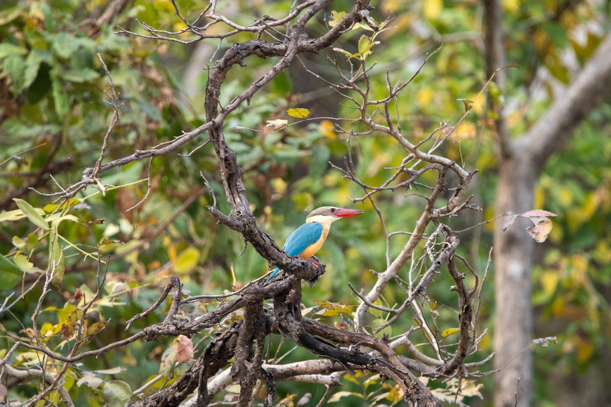 Stork-billed Kingfisher - ML631214309