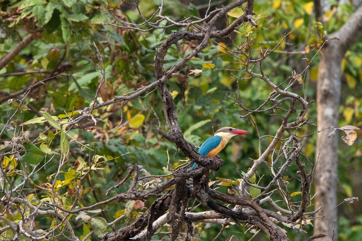 Stork-billed Kingfisher - ML631214310
