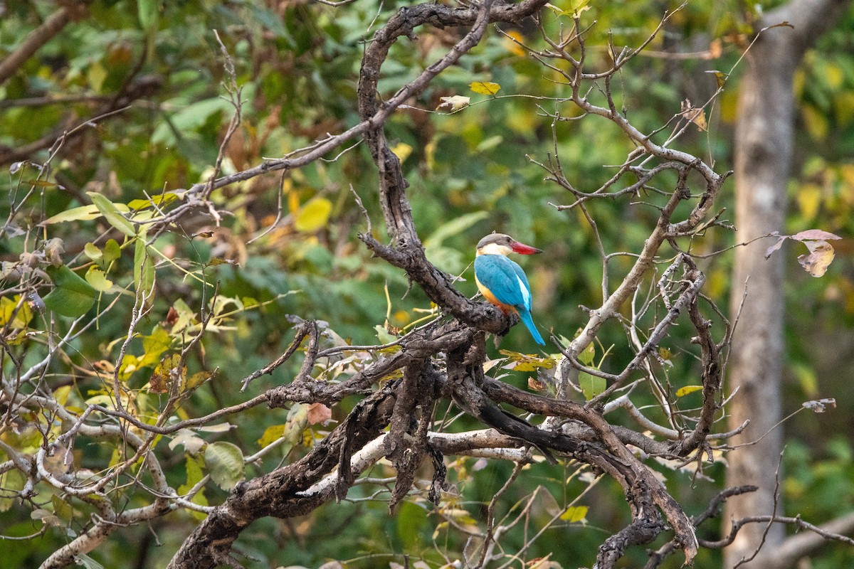 Stork-billed Kingfisher - ML631214311