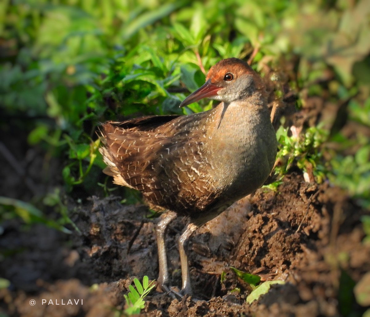 Slaty-breasted Rail - ML631214348