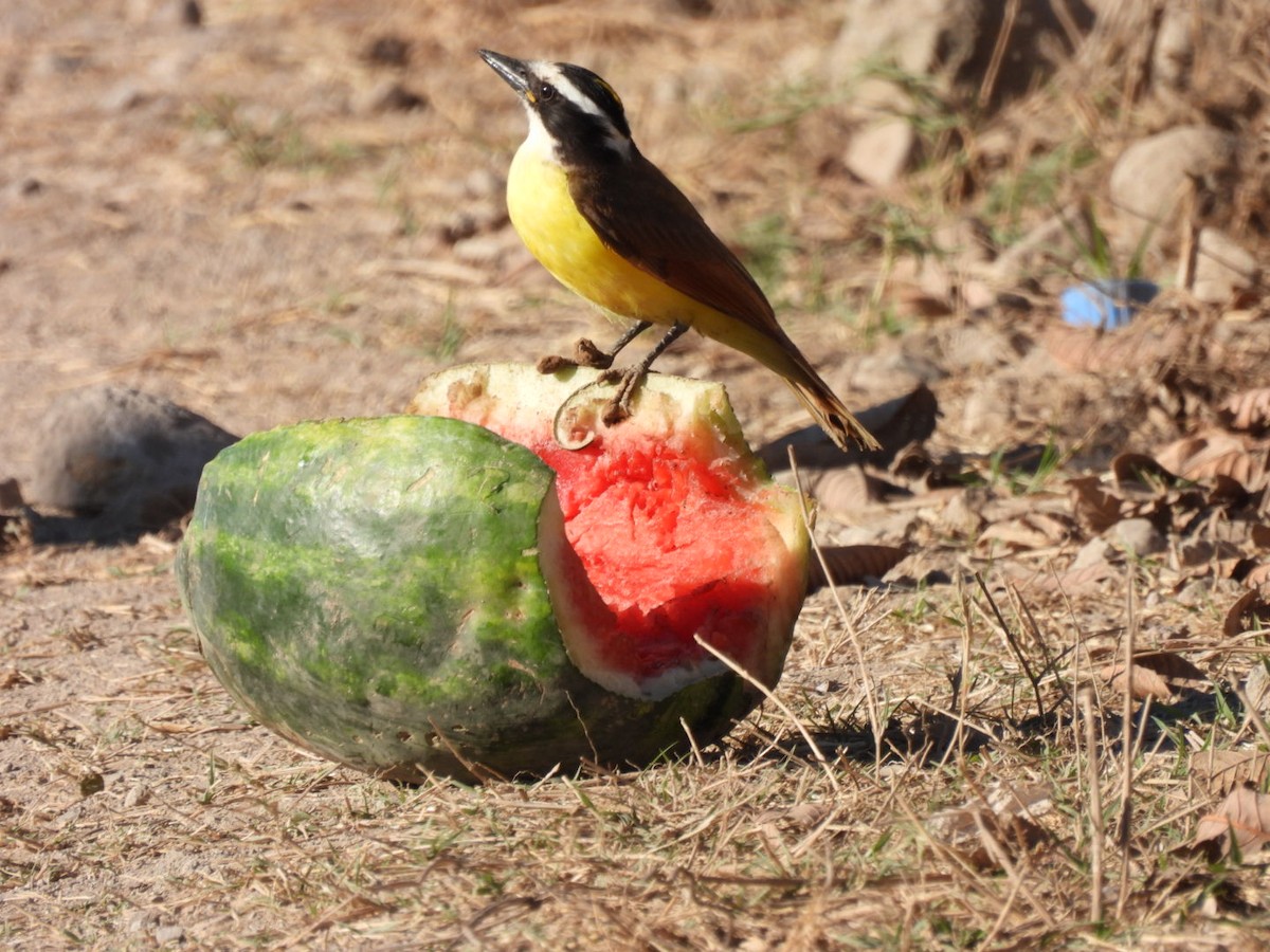 Great Kiskadee - ML631214350