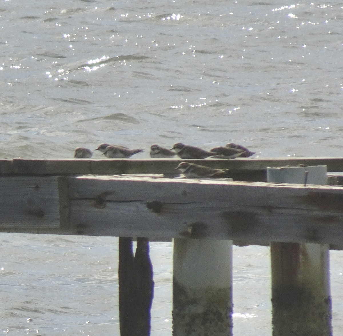 Snowy Plover - ML631214354