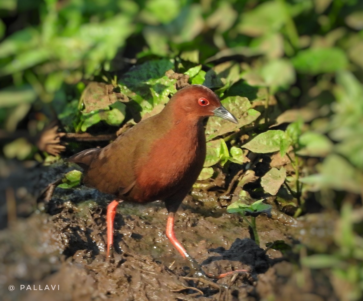 Ruddy-breasted Crake - ML631214355