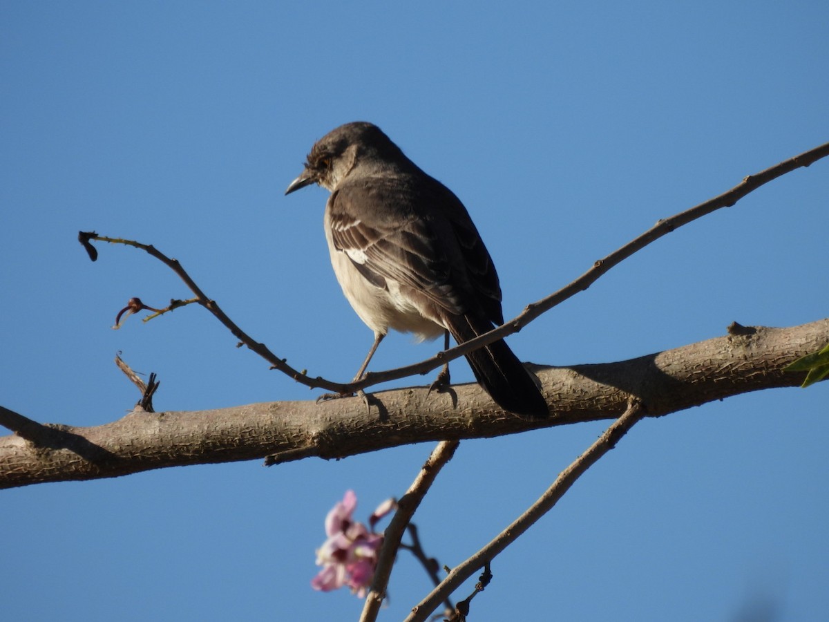 Northern Mockingbird - ML631214384