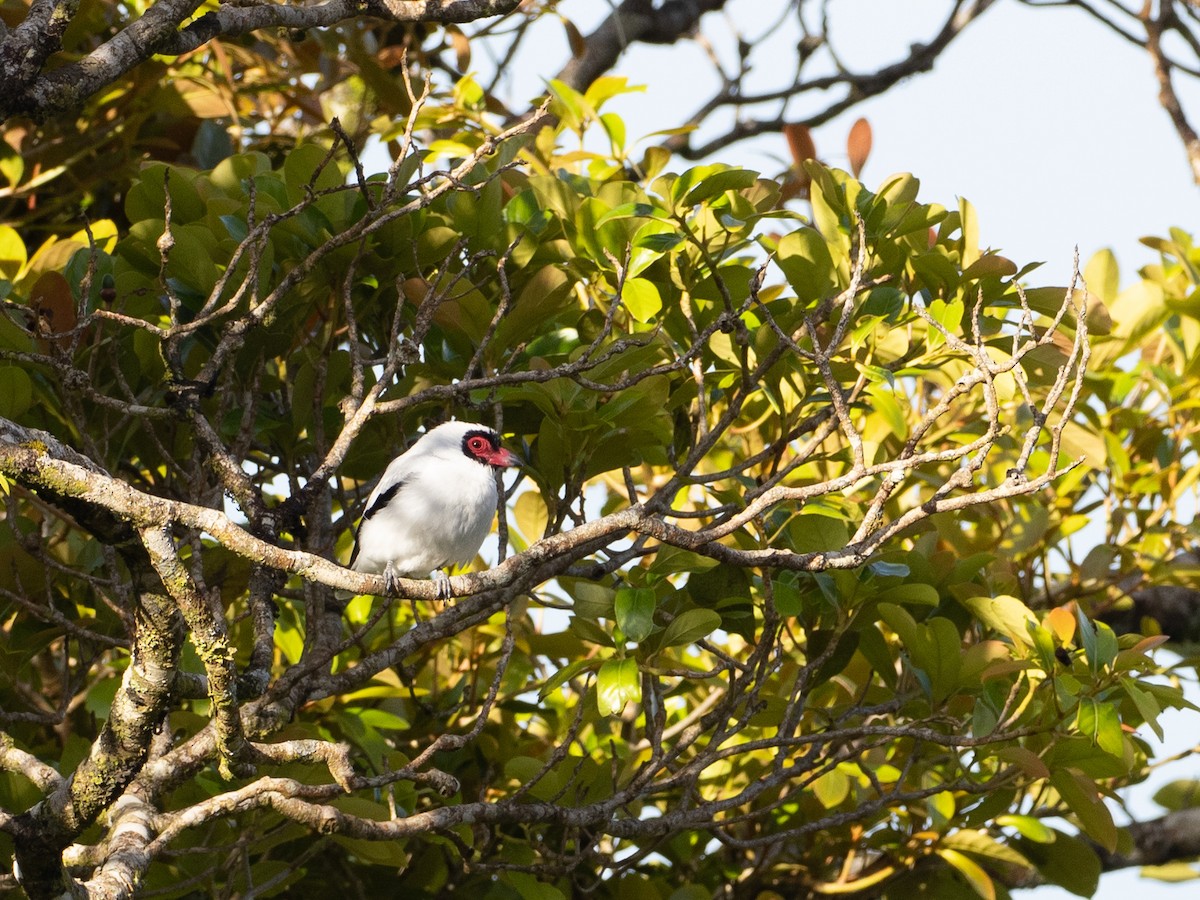 Masked Tityra - ML631214446