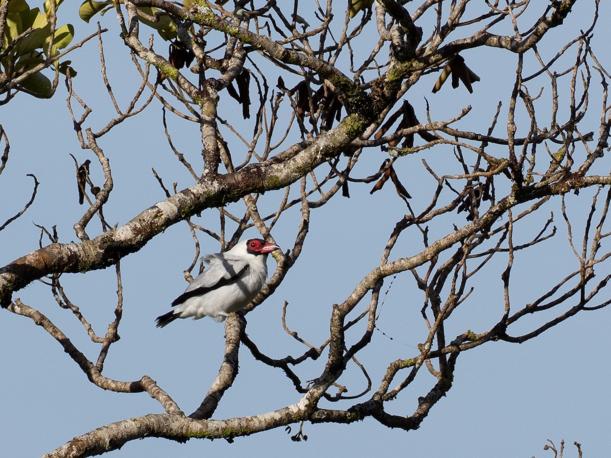 Masked Tityra - ML631214447