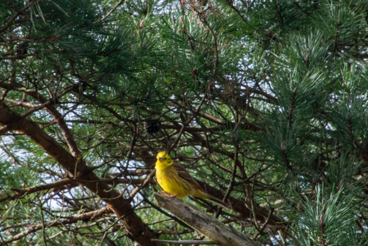 Yellowhammer - ML631214495