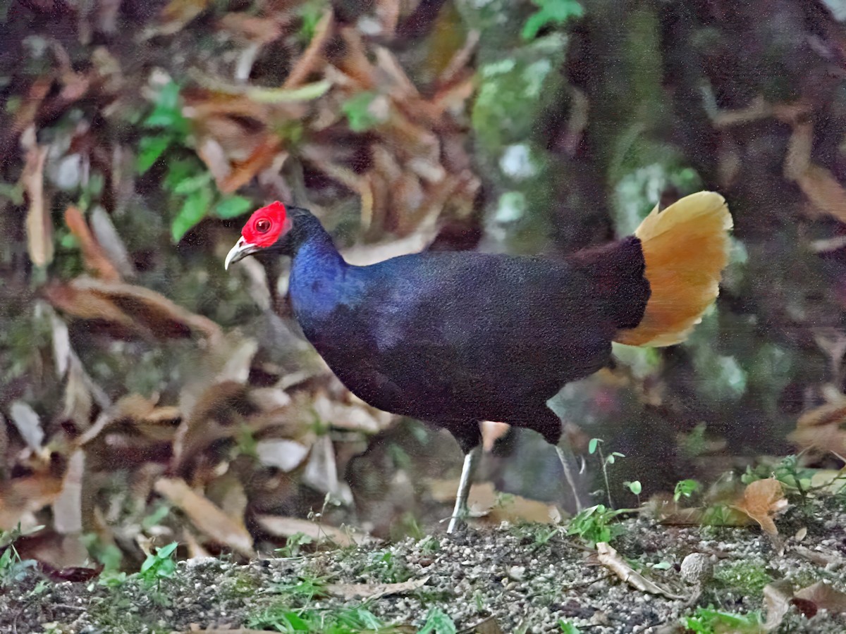 Malayan Crestless Fireback - ML631214566