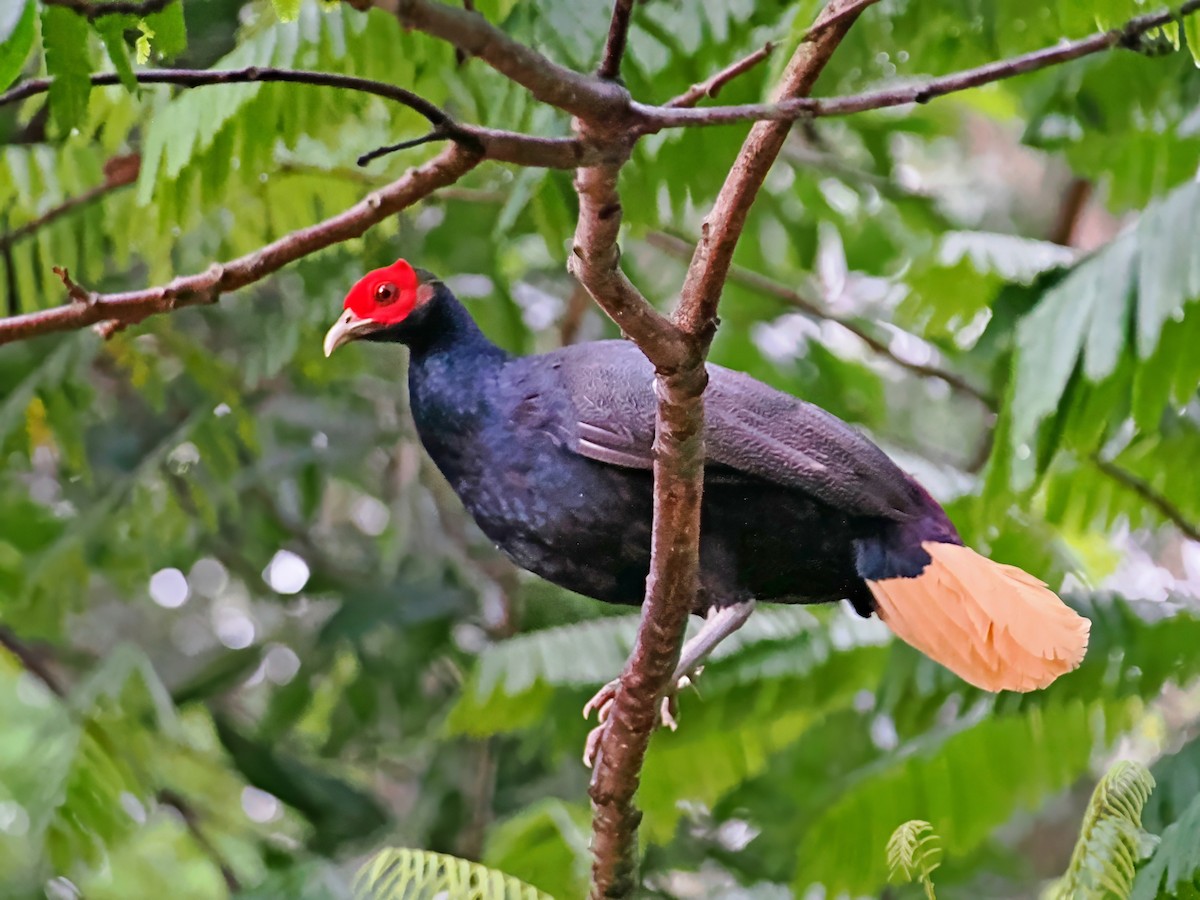 Malayan Crestless Fireback - ML631214631