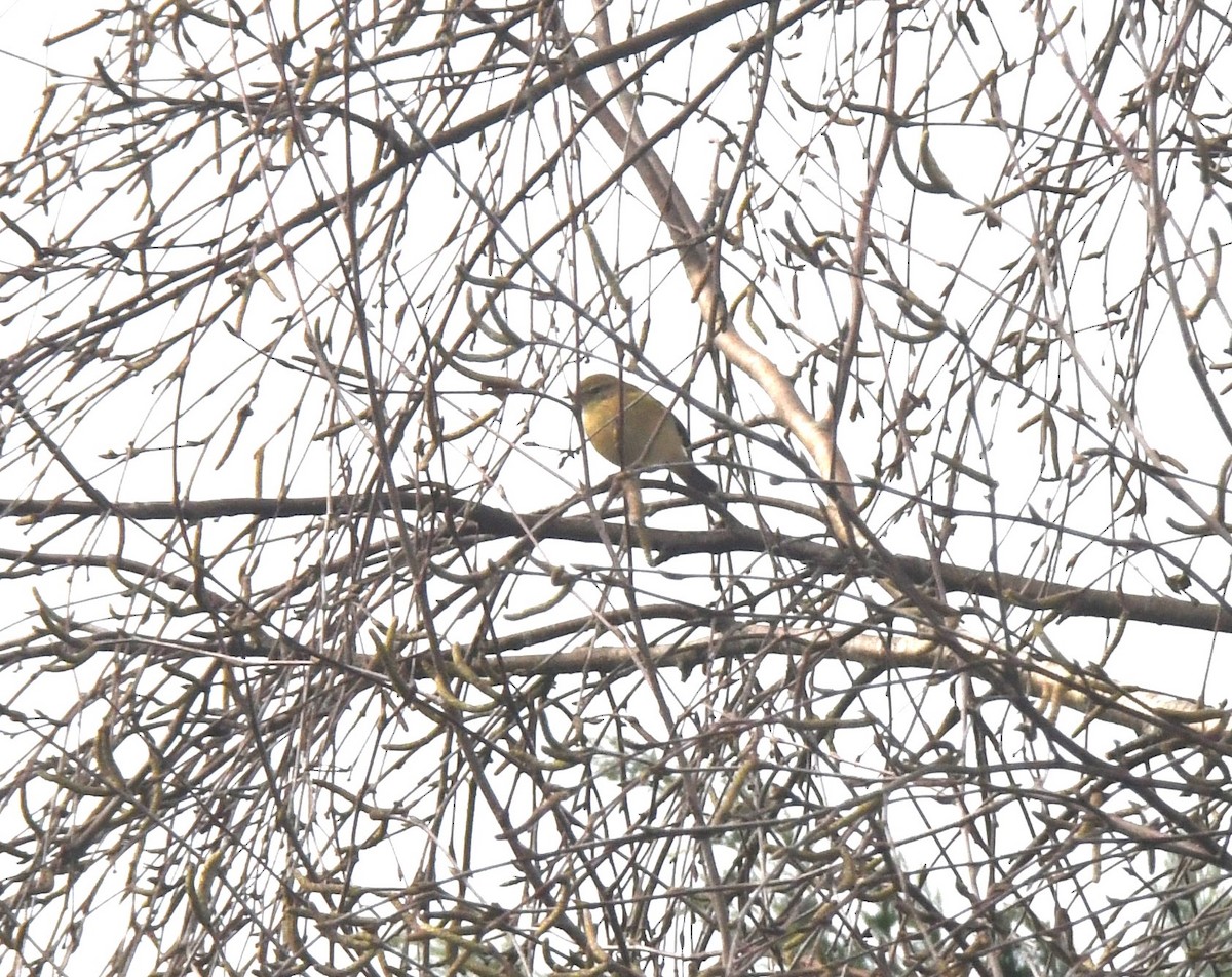 Common Chiffchaff - ML631214682