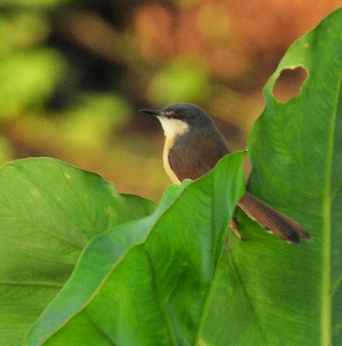 Ashy Prinia - ML631214859