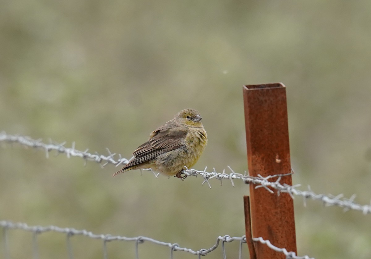 Greenish Yellow-Finch - ML631214872