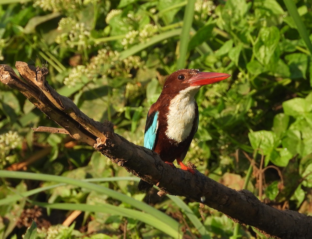 White-throated Kingfisher - ML631214899