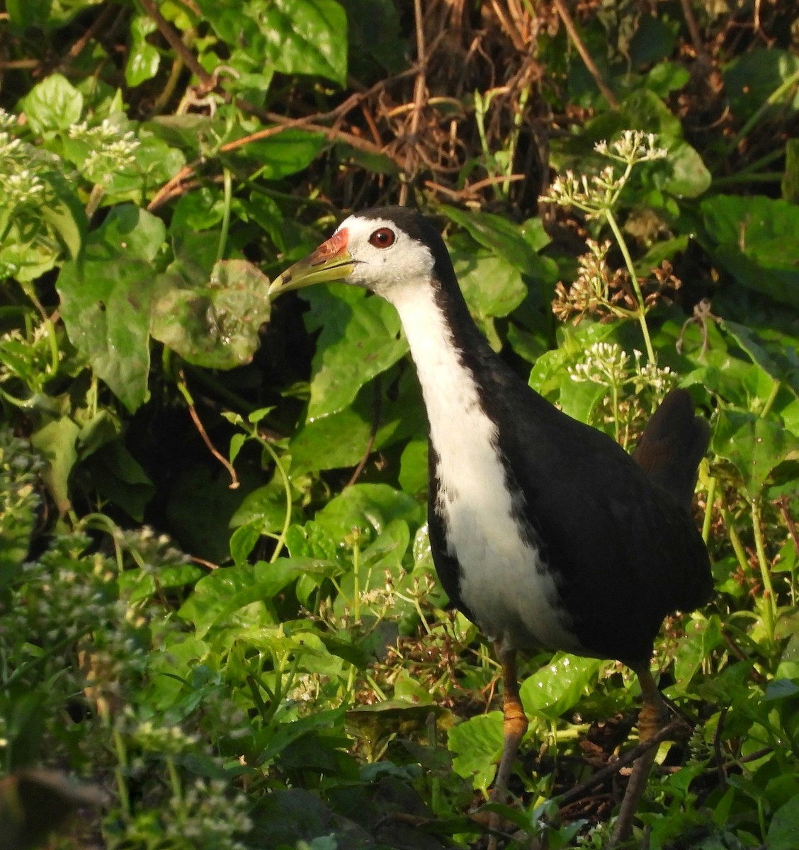 White-breasted Waterhen - ML631214937